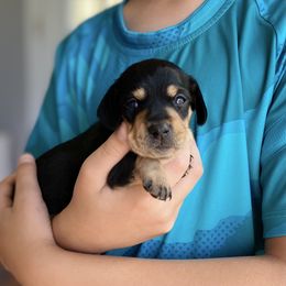 Sophie - Black and cream Dachshund puppy in Fitzgerald, Georgia from Brooke Haven Dachshunds
