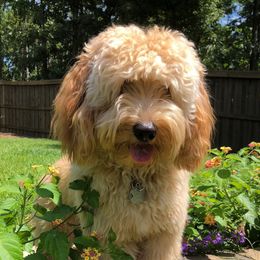 Mindi - Goldendoodle