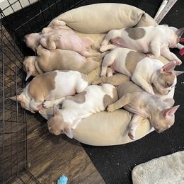 French Bulldog Puppies from Battle Born French Bulldogs
