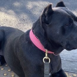 Cane Corso from Dior Kennels