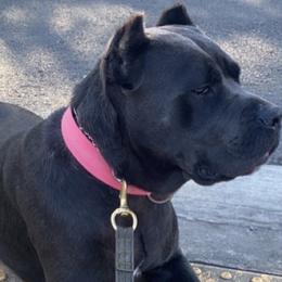 Cane Corso from Dior Kennels