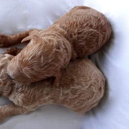 Goldendoodle, Labradoodle, and Poodle Puppies from Don't Forget to Doodle