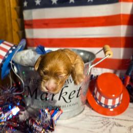 Ruby - Red female Cockapoo puppy in Holden, Missouri from Rouffman Doodles