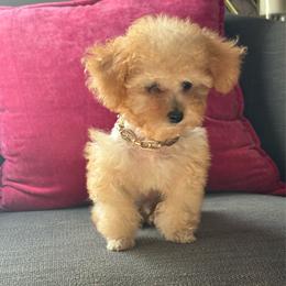 Gucci - Cream male Poodle puppy in Taylorsville, North Carolina from SilverLining highlands and hounds