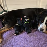 Greater Swiss Mountain Dog Puppies from Legacy Creek