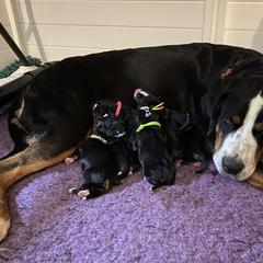 Greater Swiss Mountain Dog Puppies from Legacy Creek
