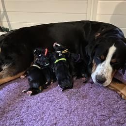 Greater Swiss Mountain Dog Puppies from Legacy Creek