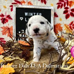 Girl 1 - White and black female Dalmatian puppy in Joshua, Texas from Rainier DALS LUA Dalmatians
