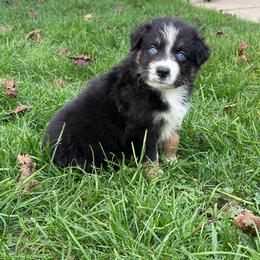 Pooh - Black tri-color male Australian Shepherd puppy in Caro, Michigan from White Tail Australian Shepherds