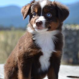 RTF-2 - Red tri-color female Miniature American Shepherd puppy in Baker City, Oregon from Back Country Aussies