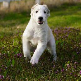 Borzoi Puppies from Rezance Borzoi