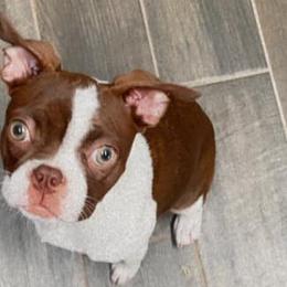 Boston Terriers, Bulldogs, and French Bulldogs from Blue Coast Bulldogs