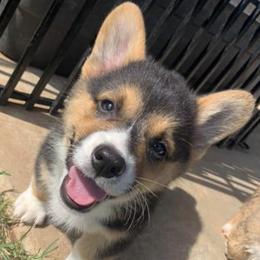 Companion Crosses, Miniature Australian Shepherds, and Pembroke Welsh Corgis from Hilltop Corgi Train