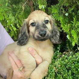 Chandler - Cream male Dachshund puppy in Warrior, Alabama from Bountiful Dachshunds
