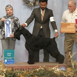 Mallie - Giant Schnauzer