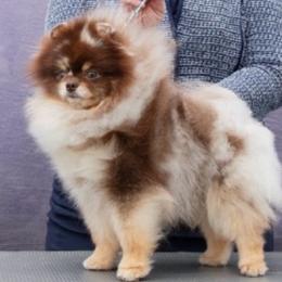 Remy - Chocolate merle male Pomeranian puppy in Coleman, Oklahoma from Pretty Poms