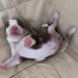 Girl 2 - Red merle female Australian Shepherd puppy in Sudbury, Massachusetts from Wild Atlantic  Aussies