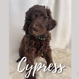 Cypress - Goldendoodle puppy in Conway, New Hampshire from Arbor Grace Doodles