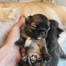 AKC Sable boy - Sable spotted white male Chihuahua puppy in Duvall, Washington from Chihuahua Long Coats