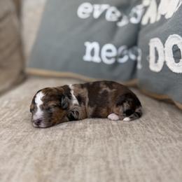 Hershey - Chocolate merle female Bernedoodle puppy in Lamar, Colorado from Jozlyn’s Pups