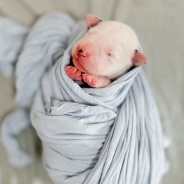 Draco Malfoy - White black and tan male Dalmatian puppy in Whitwell, Tennessee from Rock a Dalmatian “RockADal”