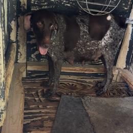 Rhea - Liver roan female German Shorthaired Pointer puppy in Kathleen, Florida from Alex Yates GSP's
