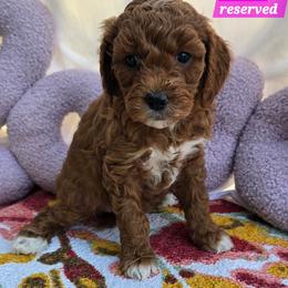Nova - Red  female Goldendoodle puppy in Seymour, Tennessee from Lollie's Doodles