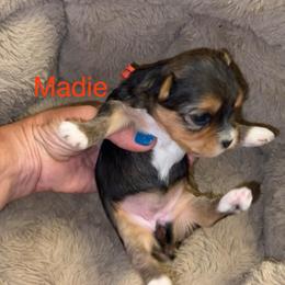Madie - Black & tan tri-color female Morkie puppy in Seneca, Missouri from M.Y. Morkies and Yorkies