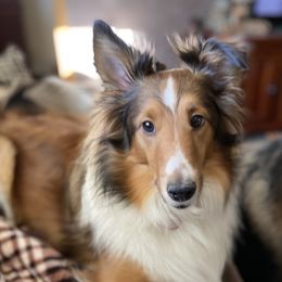 Maddy  - Shetland Sheepdog
