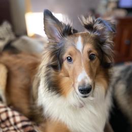 Maddy  - Shetland Sheepdog