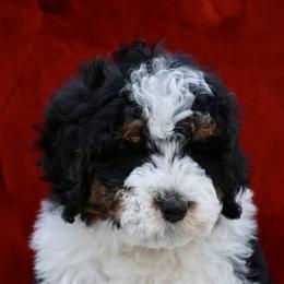 Bernedoodle and Cavapoo Puppies from Lawler’s Legacy Litters