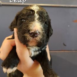 Leap - Black male Bernedoodle puppy in Pollock Pines, California from Ten Acre Wood Doodles