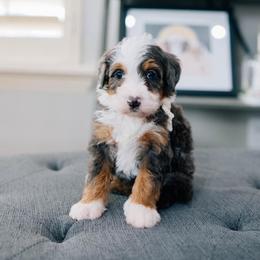 Annie - Merle female Bernedoodle puppy in Murray, Utah from Sun Valley Doodles