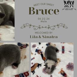 Bruce - Blue male Boston Terrier puppy in El Paso, Texas from Little Mister and Little Miss Boston Terriers