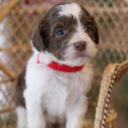 Coach - Chocolate male Labradoodle puppy in Crete, Nebraska from Doodles & Co