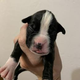 Boy 4 - Boxer puppy in Colorado Springs, Colorado from Premier Puppies