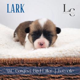 Lark - Sable female Pembroke Welsh Corgi puppy in Pine Village, Indiana from NL Horsemanship