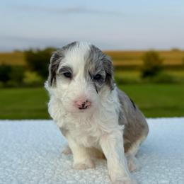 Fleece Lightning - Blue merle and white male Sheepadoodle puppy in Adams, Nebraska from Boxcar Doodles and Poodles