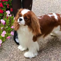 Cavalier King Charles Spaniels from Castle Peak Cavaliers