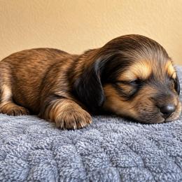 Pink Girl - Chocolate and tan female Dachshund puppy in Crandall, Texas from The Weenie Hut LLC