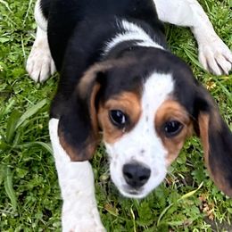Beagles, Cavalier King Charles Spaniels, and Maltipoos from Linda's Puppies