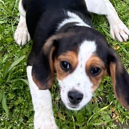 Beagles, Cavalier King Charles Spaniels, and Maltipoos from Linda's Puppies