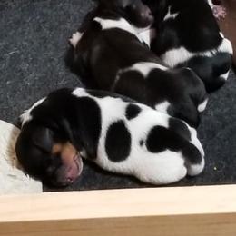 Dachshund Puppies from Happy Tails Doxie's