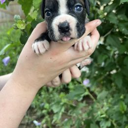 Flashy brindle girl no collar - Brindle female Boxer puppy in Enon, Ohio from Diamond Lane Boxers
