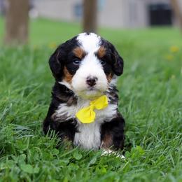 Male 4717 - Tri-color male Bernedoodle puppy in Ormond Beach, Florida from Florida Coast Doodles