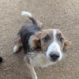 Nova Star - Blue female Border Collie puppy in Loretto, Kentucky from Duncan's Border Collies