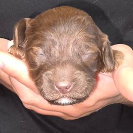 Elsa - Brown white and tan female Cockapoo puppy in Indiahoma, Oklahoma from Phamily Doodles