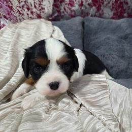 Autum - Tri-color female Cavalier King Charles Spaniel puppy in Neosho, Missouri from Pups on the Ridge