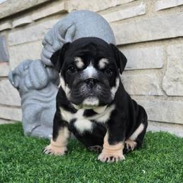 Jimmy Choo - Black tri-color male Bulldog puppy in Wisconsin from Shameless Bulldogs LLC