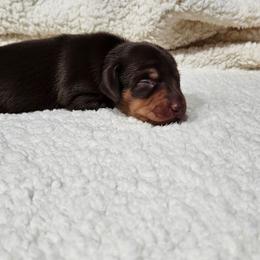 Boy 3 - Chocolate and tan male Dachshund puppy in Sarasota County, Florida from Donna's Mini Joys